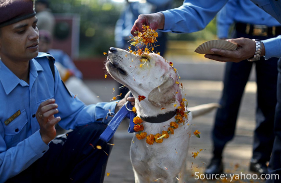 dog-worship-in-nepal1 (1)